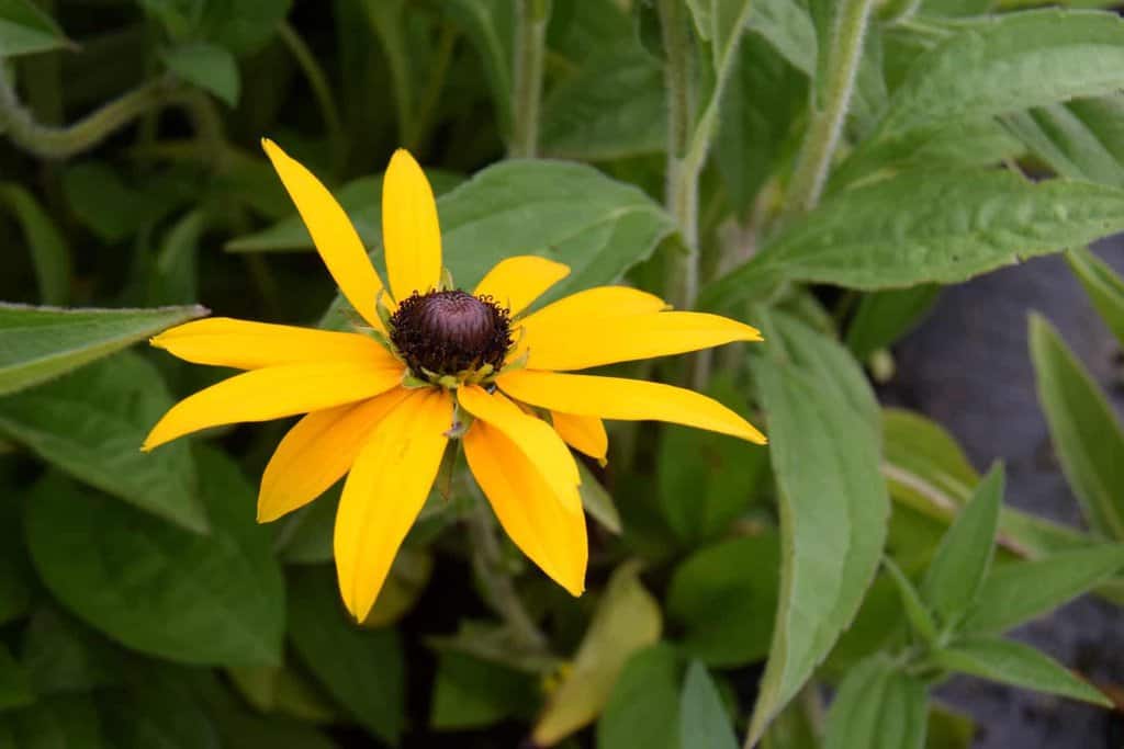 Rudbeckia fulgida var. deamii ---